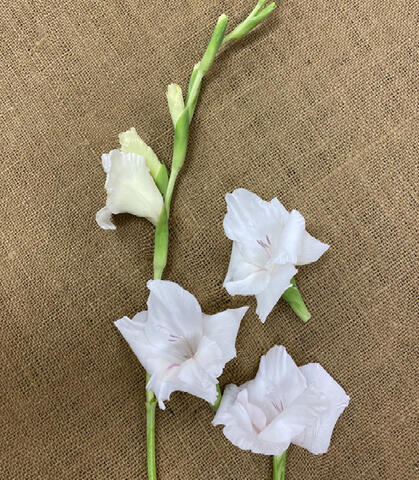 One flower stem with a single bud toward the bottom of the stem, and three detached flowers on a brown background.