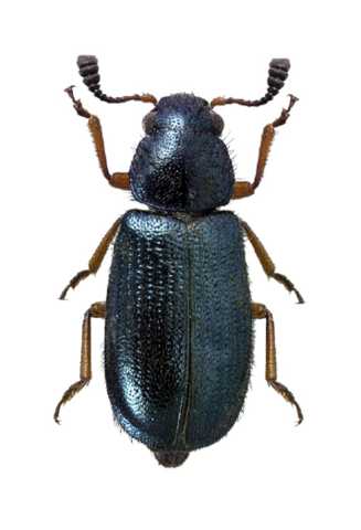 The image of a red-legged ham beetle shows the deep blue, almost black shiny body with the rusty reg legs for which it is named. 