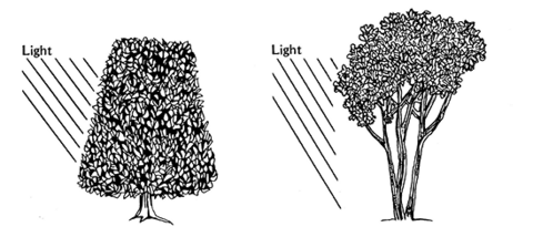 Drawing of two shrubs, both with light coming from the left side. One bush is narrower at the top and very full. The other is full at the top but has no vegetation on the bottom.