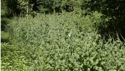 A wide shot of perilla mint with flower spikes on top.