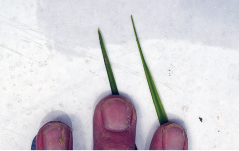 A hand shows two singular leaves of purple and yellow nutsedge, with one leaf blade featuring a sharper tip than the other.