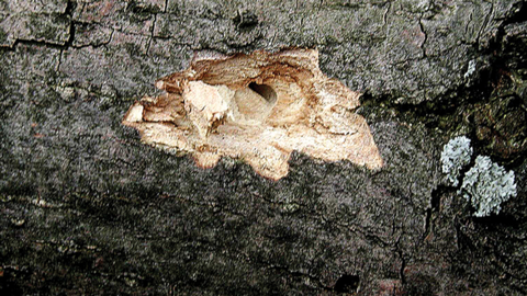 Close-up of a tree trunk with a small hole surrounded by damaged wood.