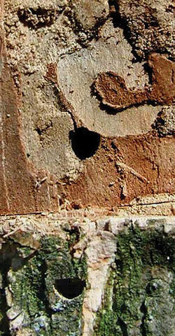 Close-up of D-shaped exit holes in tree bark.