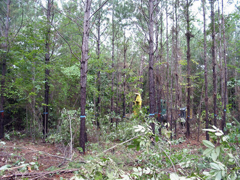 A pine forest with only blue-marked trees standing.