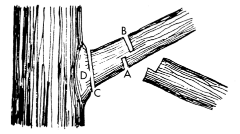 Drawing of a section of tree trunk with one branch. The branch shows the three cuts to make to remove the branch: first a small cut on the underside of the branch, second a small cut on the top of the branch, and third a complete cut at the base of the branch. The branch collar, which is where the branch grows from the trunk, is left intact.