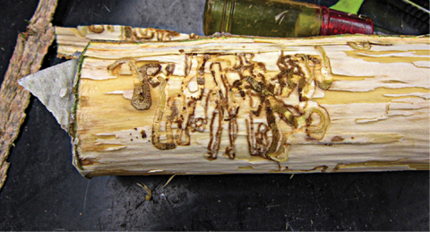 Long, winding, twisting larval galleries on a piece of wood.