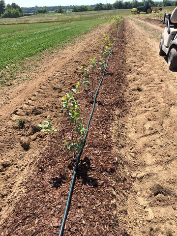 A row of small trees with an irrigation hose running down the row.