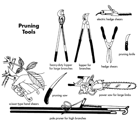 Drawings of various pruning tools: heavy-duty lopper for large branches, lopper for branches, electric hedge shears, hedge shears, pruning knife, power saw for large limbs, pruning saw, scissor-type hand shears, and pole pruner for high branches.