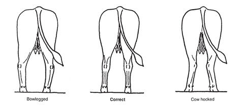 Diagram of an ideal market steer's rear leg alignment.