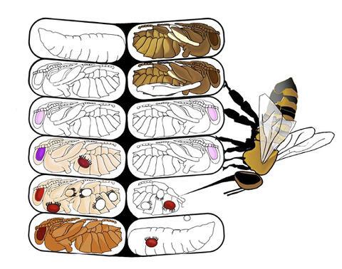 Drawing of a bee destroying an infected pupa in a brood cell.