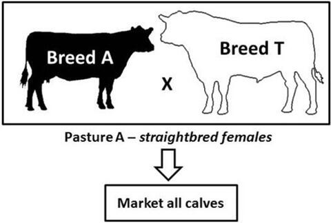 Diagram of a two-breed terminal crossbreeding system, described in text under the heading Two-breed Terminal.