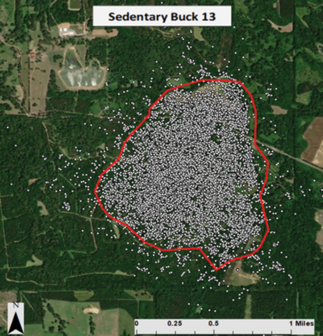 Most bucks have what are called “sedentary movement personalities.” Aerial map showing Buck 13 with all of his locations in one distinct area.