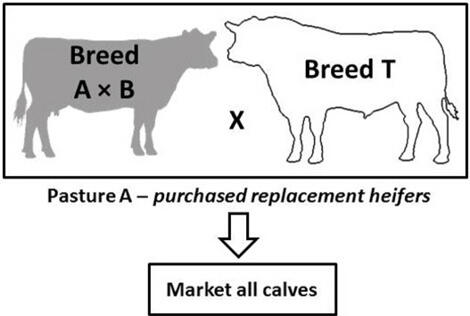 Diagram of a three-breed terminal crossbreeding system, described in text under the heading Three-breed Terminal.