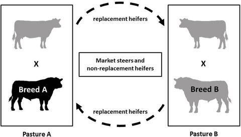 Diagram of a two-breed rotational crossbreeding system, described in text under the heading Two-breed Rotation.