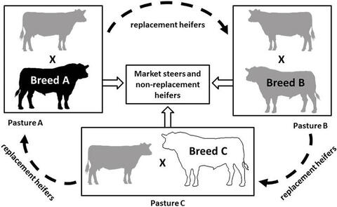 Diagram of a three-breed rotational crossbreeding system, described in text under the heading Three-breed Rotation.