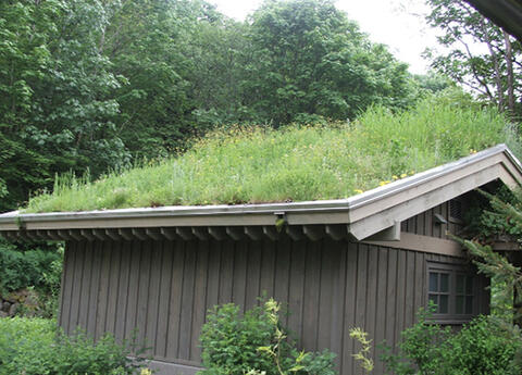 A small house has a roof covered in vegetation. Refer to Green Roofs in the text for more information.