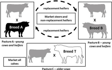 Diagram of a three-breed rototerminal crossbreeding system, described in text under the heading Three-breed Rototerminal.