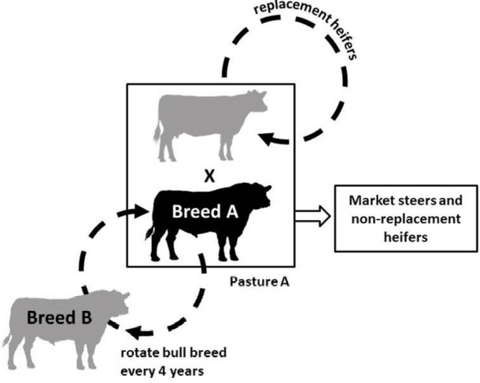 Diagram of a two-breed sire rotation crossbreeding system, described in text under the heading Sire Rotation.
