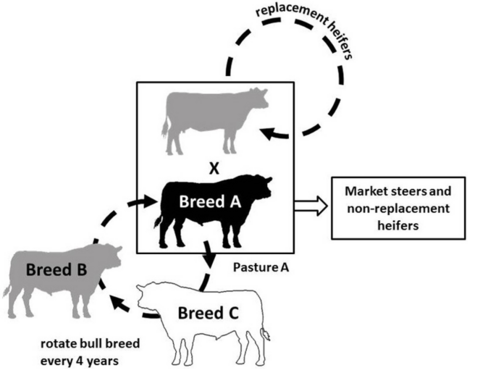Diagram of a three-breed sire rotation crossbreeding system, described in text under the heading Sire Rotation.