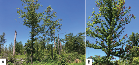Images A and B show trees with brown, dead branches and leaves in otherwise green canopies.