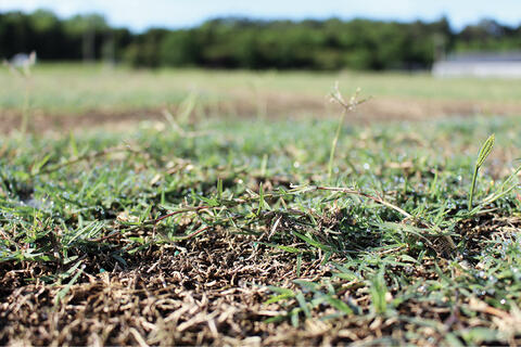 A stolon that is leaned over to the ground. 