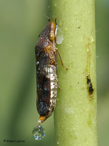 A large leafhopper feeding on a plant stem and excreting a large droplet of liquid.