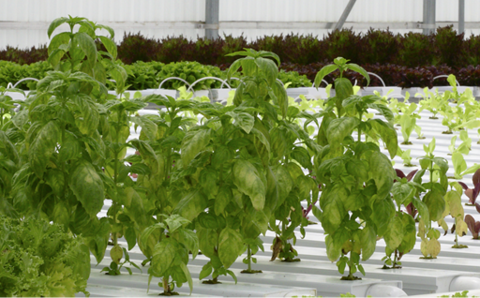A row of basil grown in a greenhouse with visible yellow spotting on the lower leaves, indicating a presence of downy mildew.