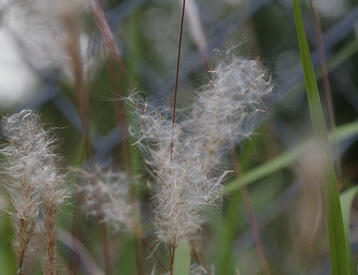 Close-up of the white, silky hairs on cogongrass stems.
