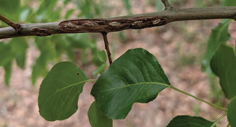 A small branch with fresh wounds down the middle.