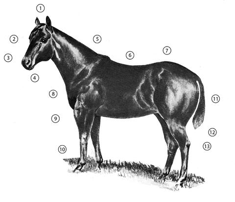 Side view of a quarter horse with important parts numbered. The list of parts is in text to the right.