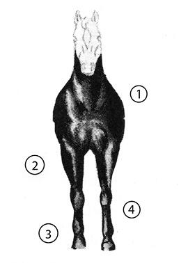 Front quarters of a &quot;good&quot; horse. Important parts are numbered, and the list of parts is in text below.