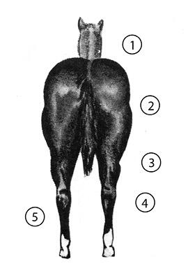 Hind quarters of a &quot;good&quot; horse. Important parts are numbered, and the list of parts is in text below.