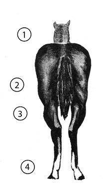 Hind quarters of an &quot;undesirable&quot; horse. Important parts are numbered, and the list of parts is in text below.