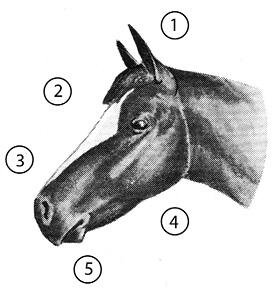 Head of an &quot;undesirable&quot; horse. Important parts are numbered, and the list of parts is in text below.