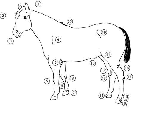 Side view of a horse with unsoundness faults numbered. The list of faults is in text below.