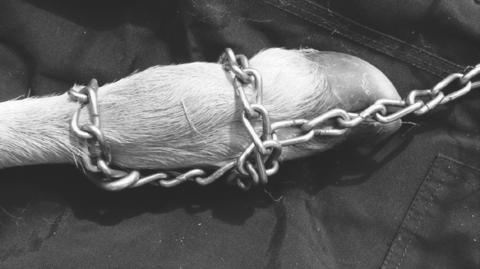 A calf hoof with a chain wrapped once around the lower portion and once closer to the toe.
