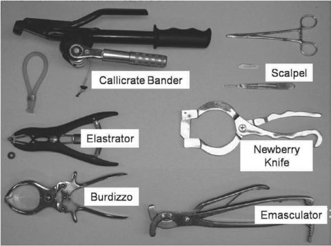 Callicrate bander, scalpel, elastrator, Newberry knife, burdizzo, and emasculator.