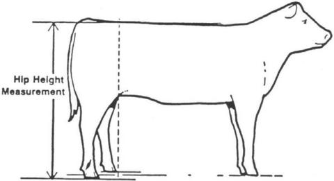 Measure hip height from the ground to a point directly over the hooks.