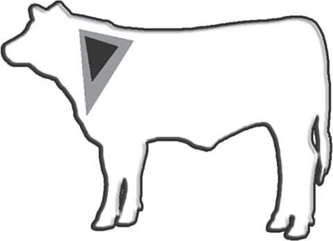 Outline of a cow with a triangular area in front of the shoulder highlighted to show the proper injection sites. 