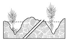 Image description in text.