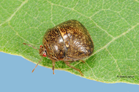 brown insect on a leaf