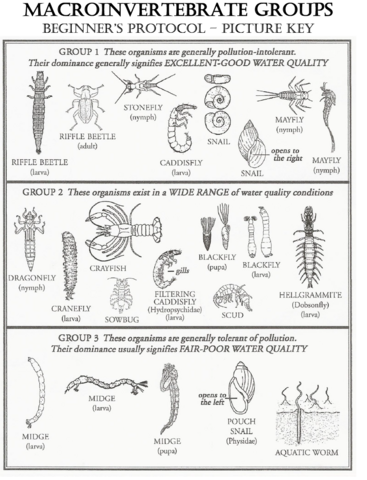Macroinvertebrate Groups Beginner's Protocol/Picture Key shows drawings of Group 1, 2, and 3 organisms.