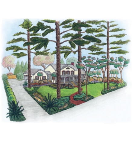 Color drawing of a house, front yard, and driveway with landscaping that demonstrates uses of various plants and trees. Single, shrubby cycads are on either side of the driveway entrance.