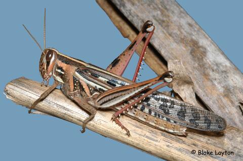 Close up of a grasshopper on a tree limb.