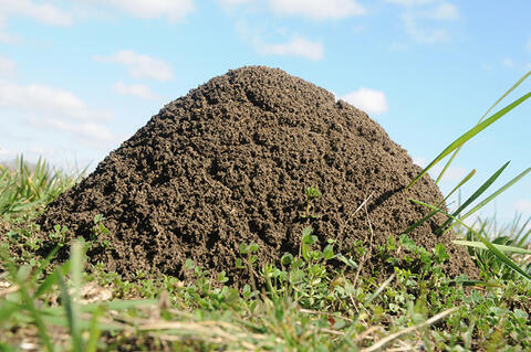 A very large ant mount.