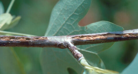A small branch with fresh wounds down the middle.