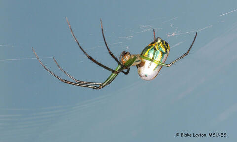 close up of a multi-colored spider against blue sky background