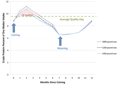 Beef cow crude protein requirements are about 8.5% at calving, peak at around month 2, steadily decrease to about 6.25% at weaning, and then steadily increase to about 8.5% at month 12. There is a crude protein deficit around months 1 to 4. Requirements for lower-weight cows are higher than for higher-weight cows, especially between months 1 and 7.