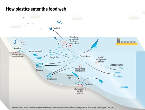 Figure 4. How microplastics enter and are dispersed through the food web.