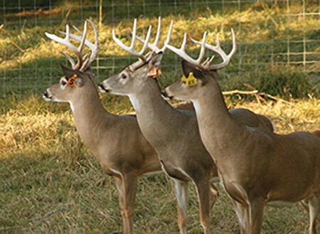  Three bucks with similar antler sizes in an enclosure. 